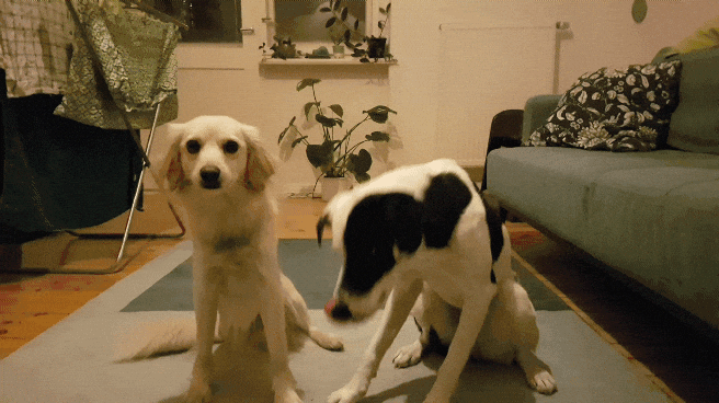 Dogs Boxing